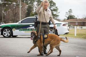 High Speed Gear Bonito K9
