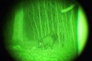 KR NV Gen2 Night Vision hog in woods e991f65cda8cad0d03a7ea8cd2674507 200206 112502