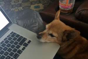 Dog with computer